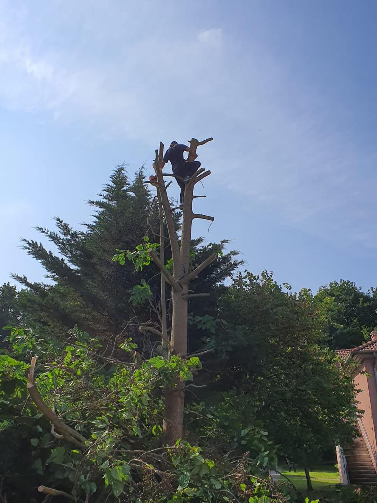 Abattage d'arbres à La Queue-en-Brie en Seine Saint Denis